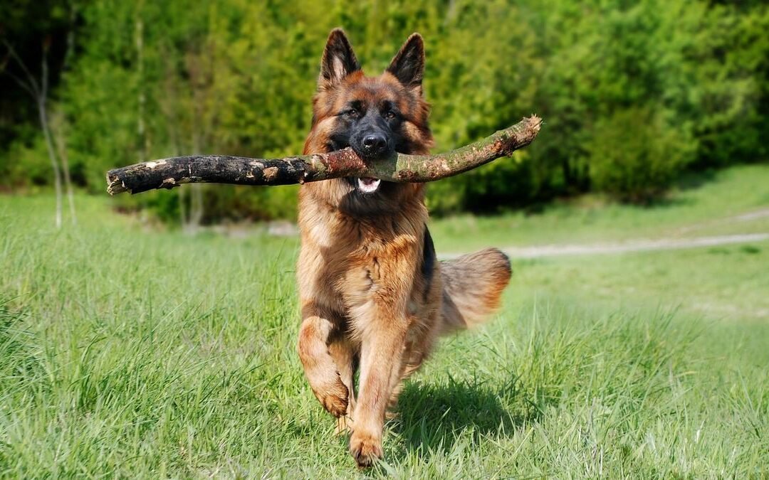 «Mi cachorro muerde todo: ¿Qué puedo hacer?» 🦷