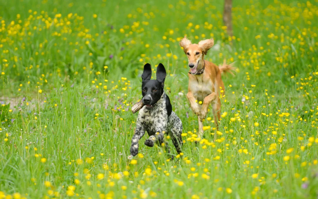 La Felicidad de Nuestros Perros: Más Allá de la Educación Canina