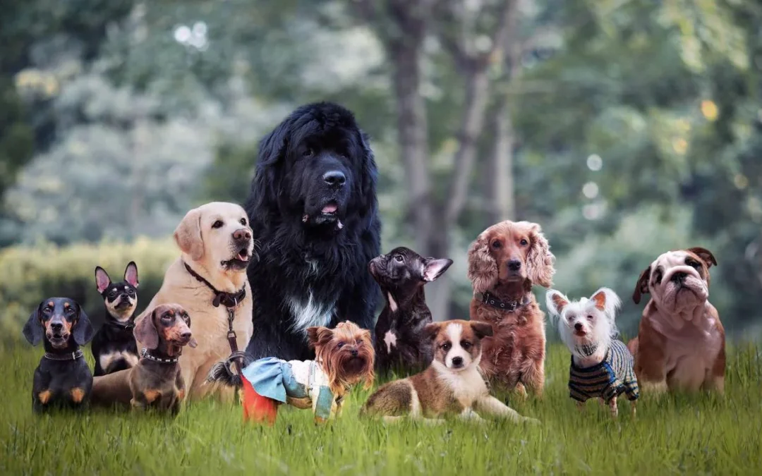 «¡Mi perro no me escucha! Cómo lograr que tu perro te preste atención» 🐾