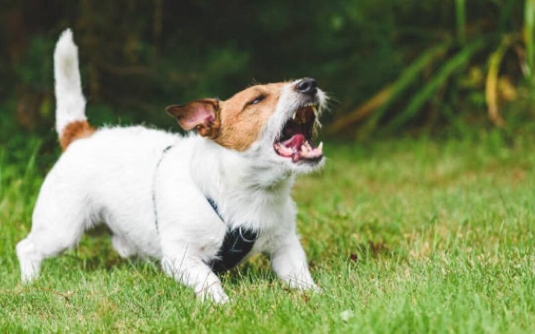 «¿Por qué mi perro ladra tanto? Soluciones para un hogar más tranquilo» 🐶