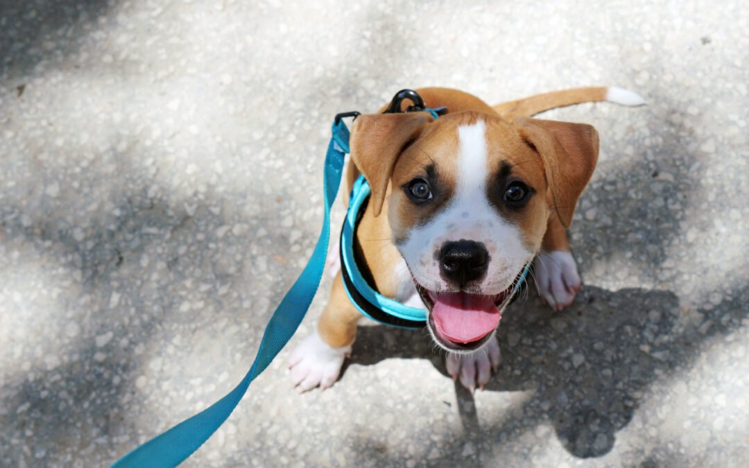 4. «Mi perro tira de la correa: Cómo disfrutar de los paseos sin estrés» 🦮